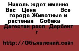 Николь ждет именно Вас › Цена ­ 25 000 - Все города Животные и растения » Собаки   . Дагестан респ.,Дербент г.